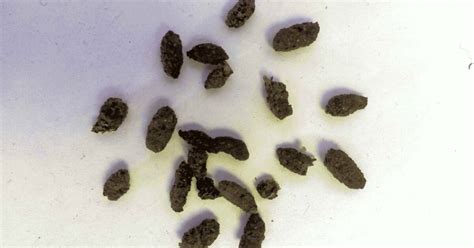 bat poop name